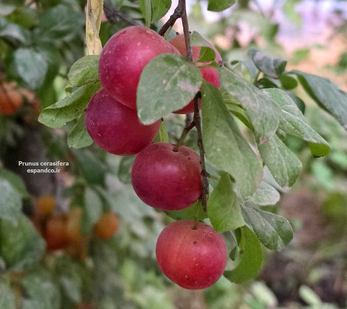  بذر الوچه 